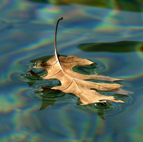 Floating Leaf